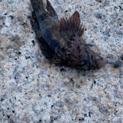 チビーズがたくさん