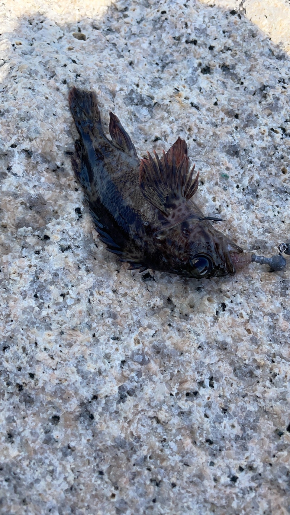 チビーズがたくさん