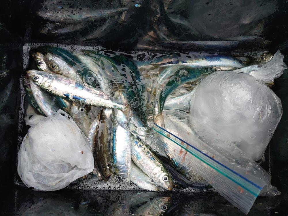 まだまだマイワシ