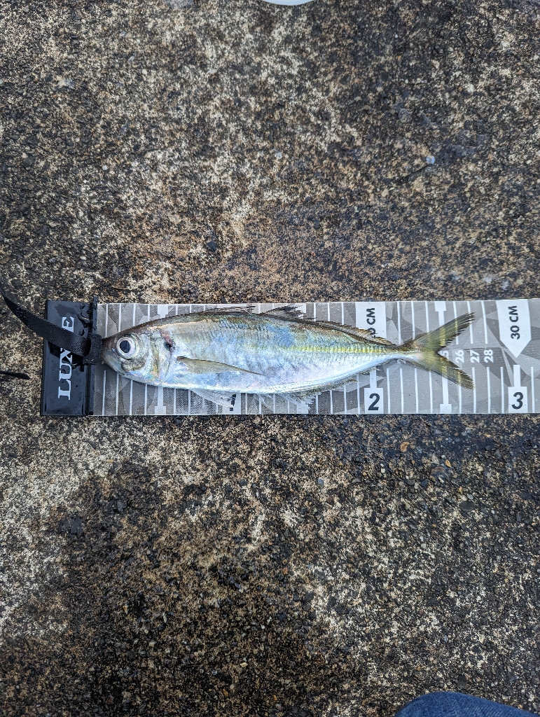 陸っぱり釣行記