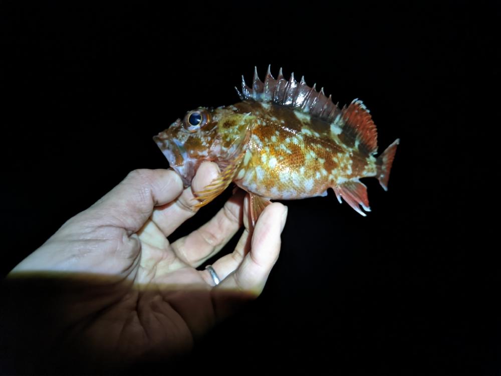 釣りって難しい