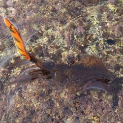 磯ランガンエギングIN対馬