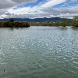 近所の川で50UPプリスポーン