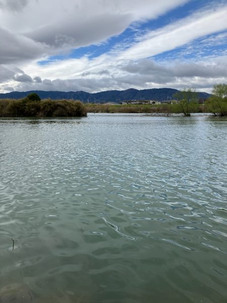 近所の川で50UPプリスポーン