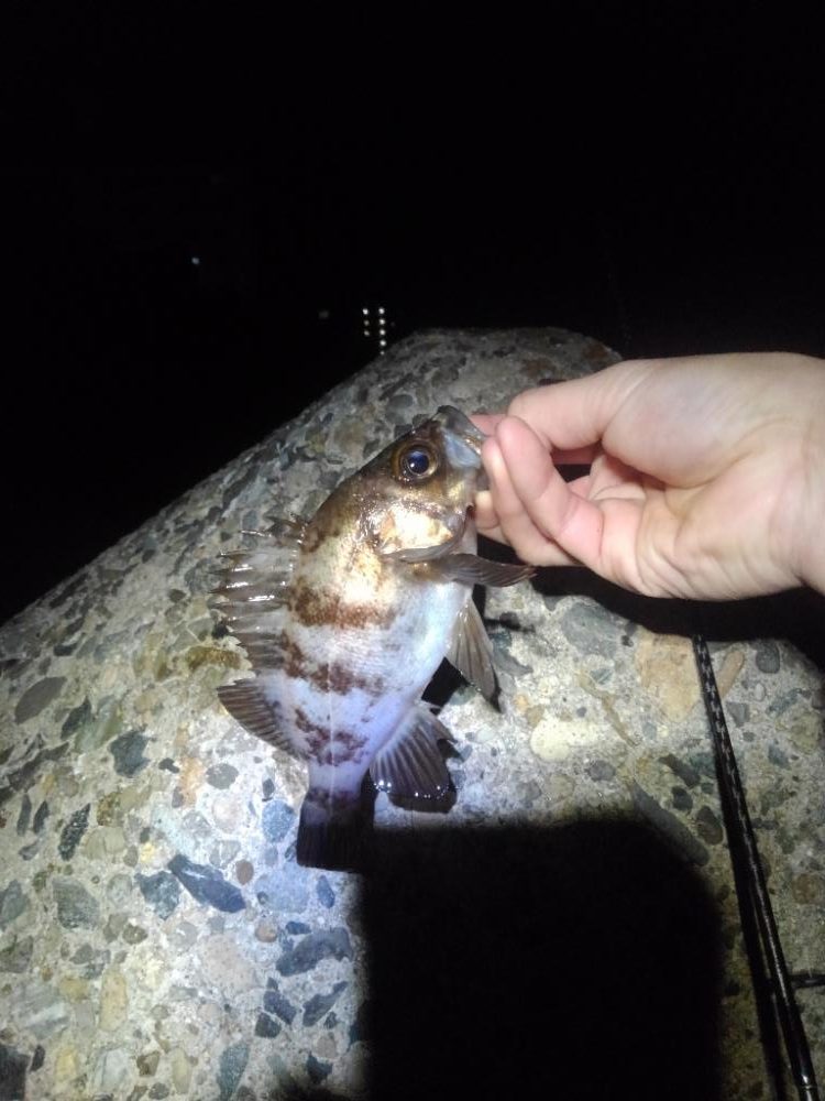 春告魚を求めて