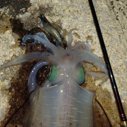 風＆ウネリエギングIN対馬