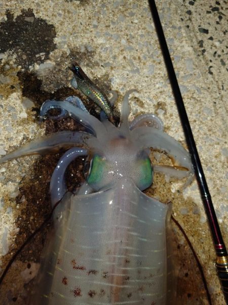 風＆ウネリエギングIN対馬