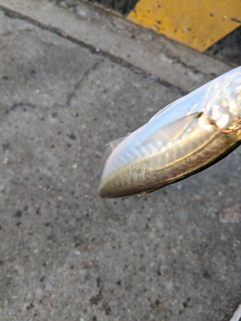 季節はずれの鯖