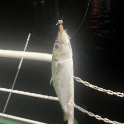 アジングでセイゴ