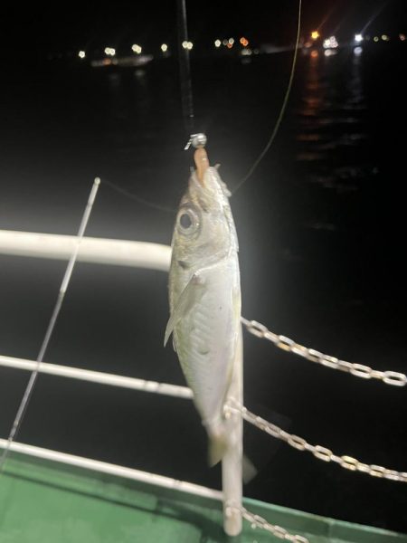 アジングでセイゴ