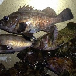 メバル　渋いですね