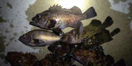 メバル　渋いですね