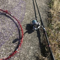 春のチニング調査