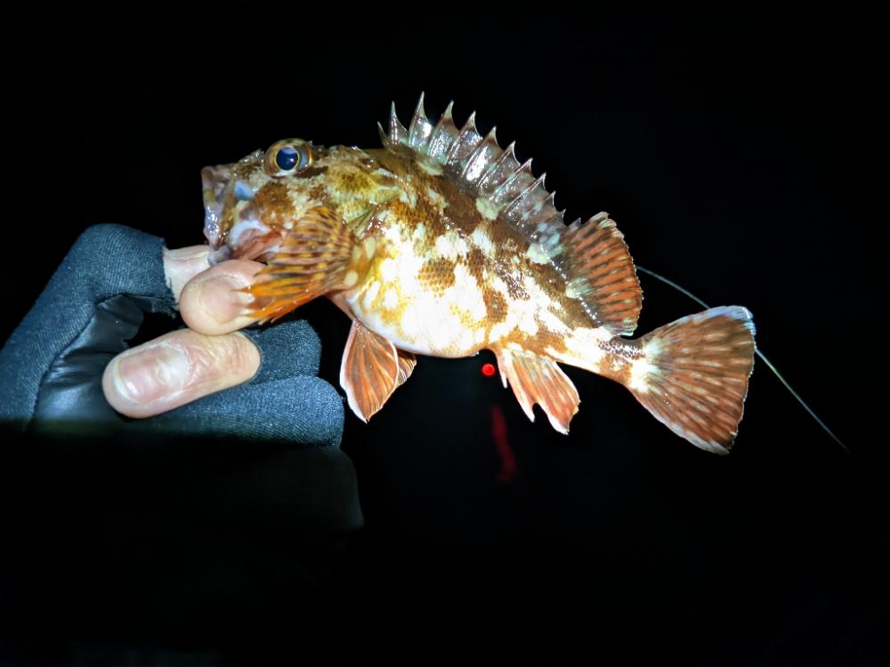 ライトゲームはやはり夏前まで無理なのか