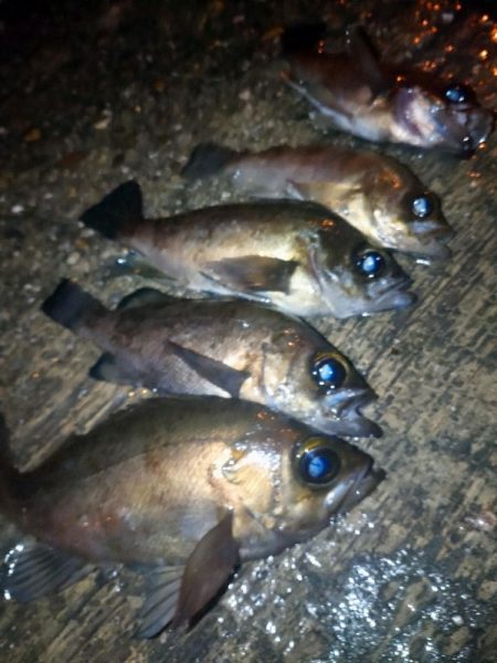 まさかの爆風メバリング