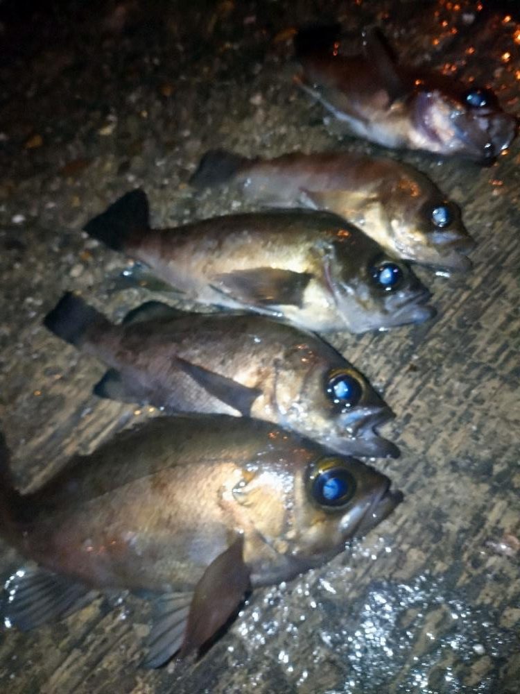 まさかの爆風メバリング