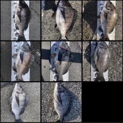 イチノ(兄)釣果!