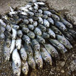 クニャーンで爆釣