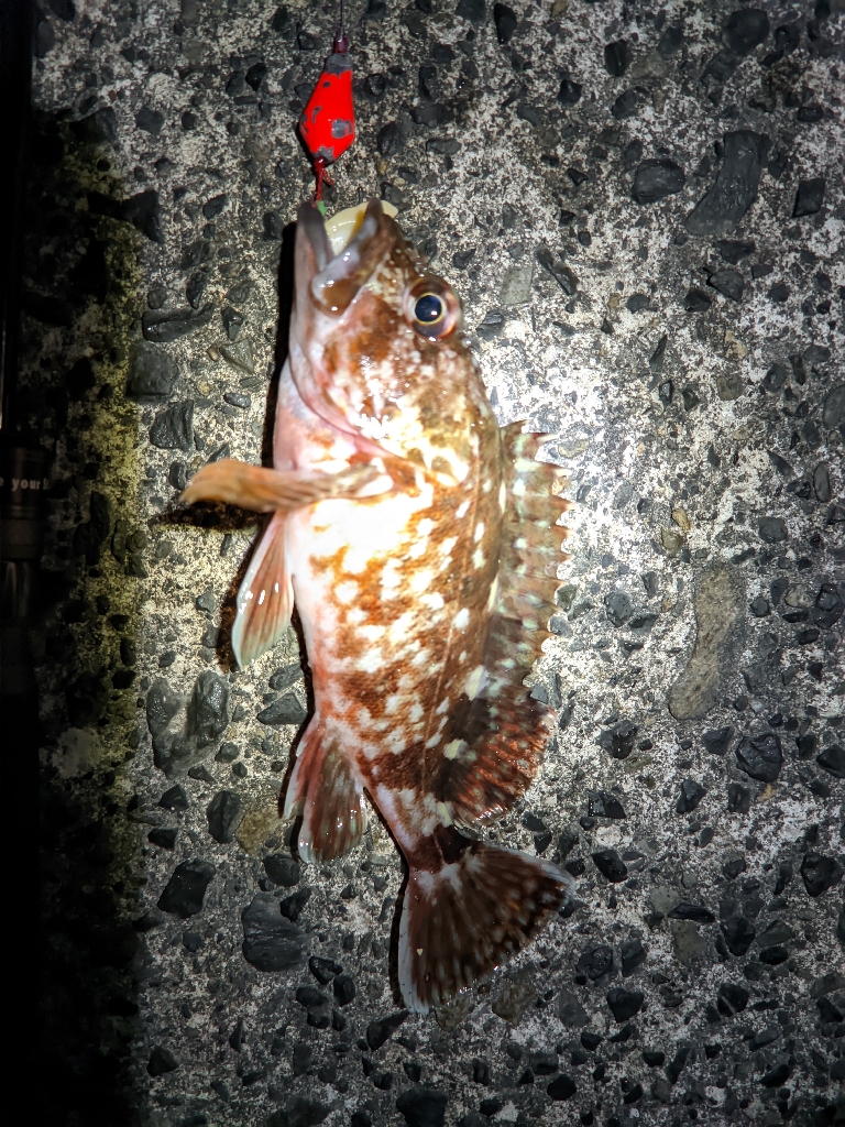 網代新港は楽しい