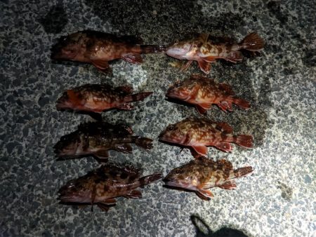 釣り仲間増やす大作戦