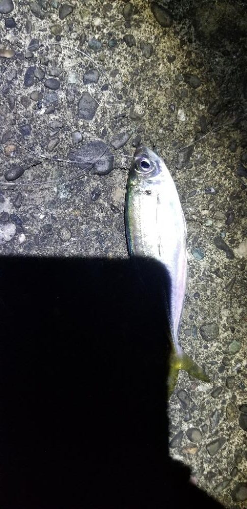 初島漁港周辺 メバリングのはずが