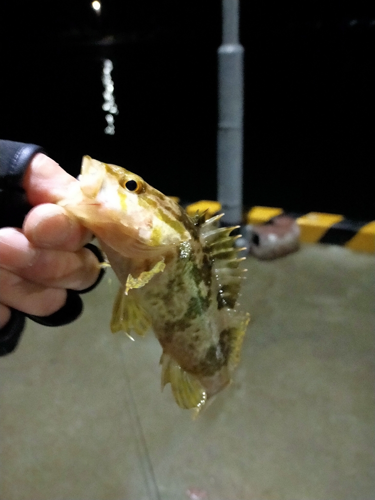 月下美人MXの鱗付け