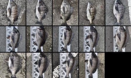 年無し4枚❗️（イチノ兄弟）