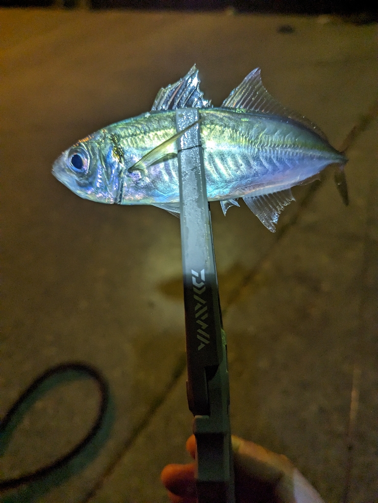 陸っぱり釣行記
