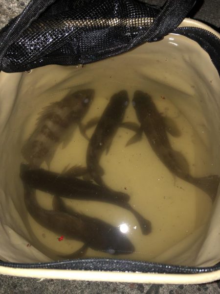 メバルプラッギング