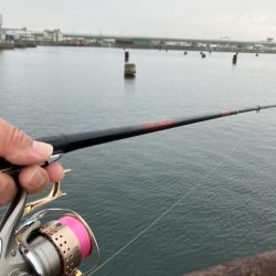 ハネおりました