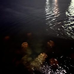 いつものガシラさん