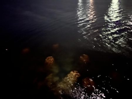 いつものガシラさん