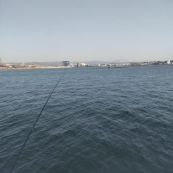 デカ鯵爆釣果！記録更新！