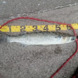 プチsalt water game