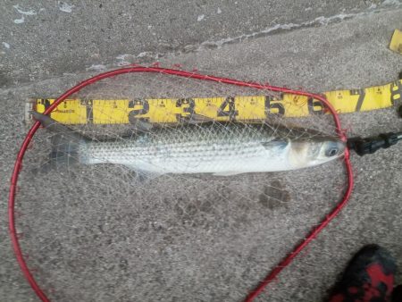 プチsalt water game