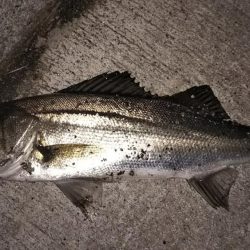 久し振りに遊んでもらいました!