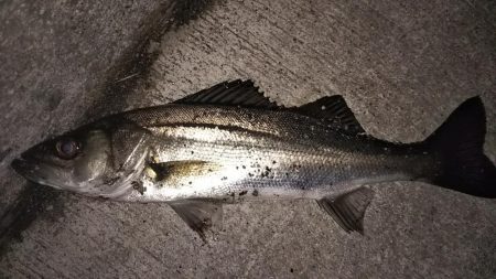 久し振りに遊んでもらいました!