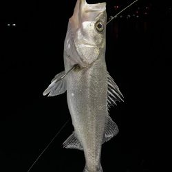 大分大在でセイゴ祭り