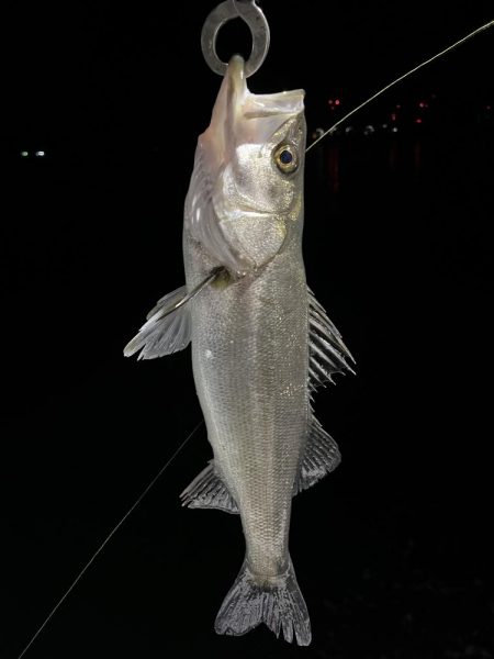 大分大在でセイゴ祭り