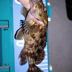 激渋メバリング