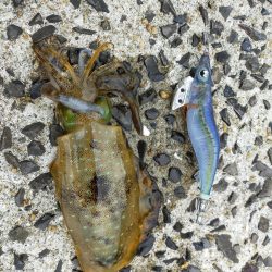 ミズイカー😁😁😁😁