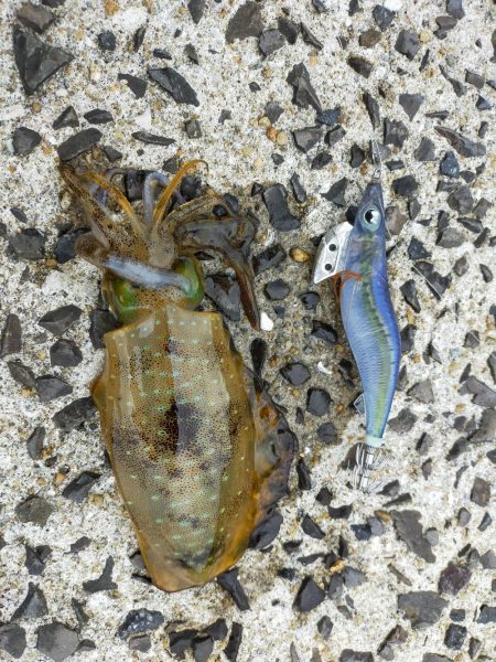 ミズイカー😁😁😁😁