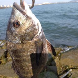 3月寒チヌ にしても雪見堂ジグスピナー凄いわ