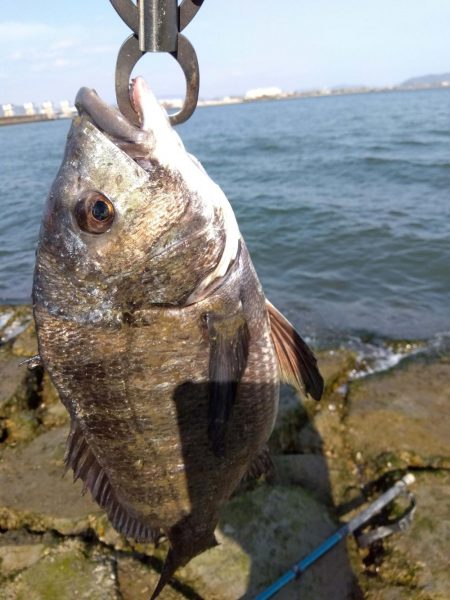 3月寒チヌ　にしても雪見堂ジグスピナー凄い…