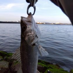 感無量…シーバスロッドで初シーバス