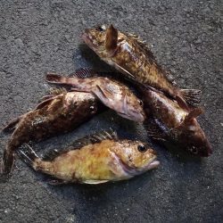 2023/03/03 南港ライトゲーム釣行