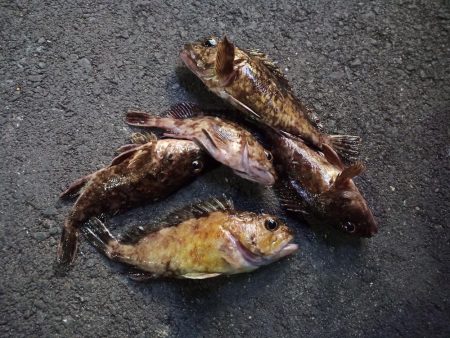 2023/03/03 南港ライトゲーム釣行