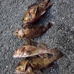 2023/03/06 南港ライトゲーム釣行