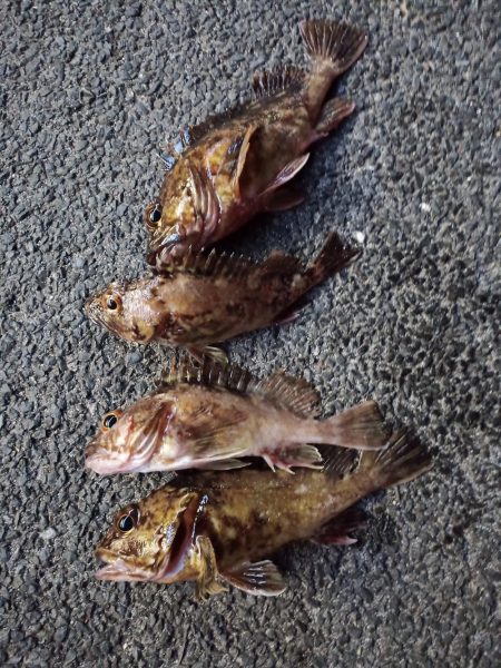 2023/03/06 南港ライトゲーム釣行…