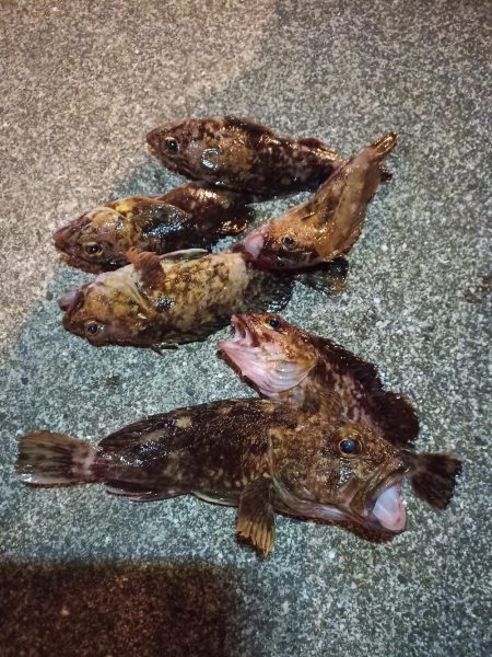 2023/03/08 南港ライトゲーム釣行…